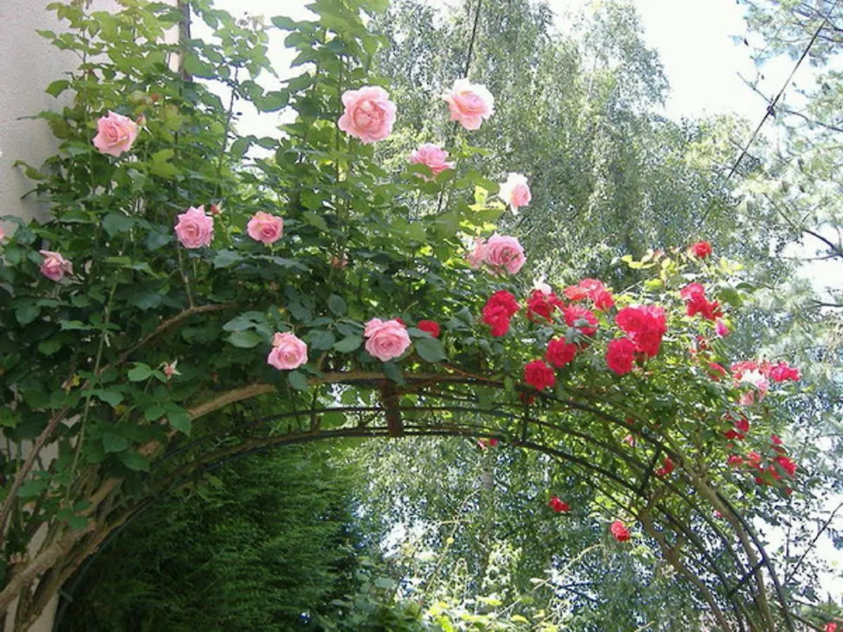 Flame Flowers Homestay Hội An